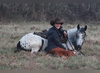 Appaloosa, Caballo castrado, 6 años, 132 cm, Tordo