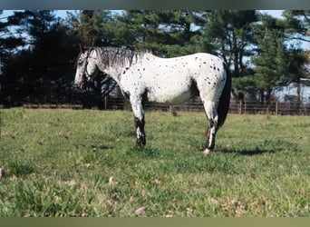 Appaloosa, Caballo castrado, 6 años, 132 cm, Tordo