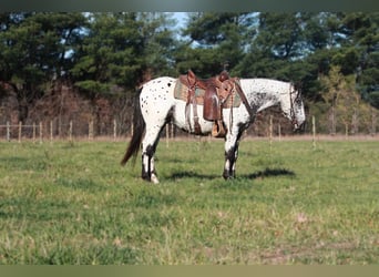 Appaloosa, Caballo castrado, 6 años, 132 cm, Tordo