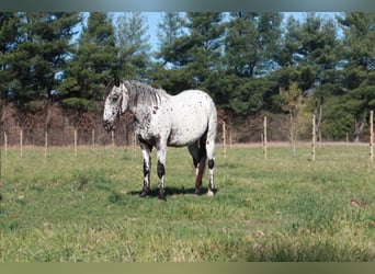 Appaloosa, Caballo castrado, 6 años, 132 cm, Tordo