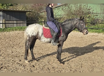 Appaloosa Mestizo, Caballo castrado, 6 años, 136 cm, White/Blanco