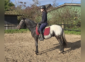 Appaloosa Mestizo, Caballo castrado, 6 años, 136 cm, White/Blanco