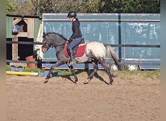 Appaloosa Mestizo, Caballo castrado, 6 años, 136 cm, White/Blanco