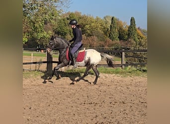 Appaloosa Mestizo, Caballo castrado, 6 años, 136 cm, White/Blanco