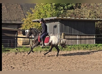 Appaloosa Mestizo, Caballo castrado, 6 años, 136 cm, White/Blanco