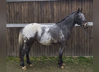 Appaloosa Mestizo, Caballo castrado, 6 años, 136 cm, White/Blanco