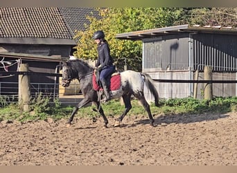 Appaloosa Mestizo, Caballo castrado, 6 años, 136 cm, White/Blanco