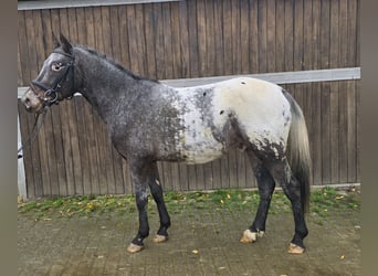 Appaloosa Mestizo, Caballo castrado, 6 años, 136 cm, White/Blanco