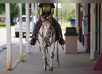 Appaloosa, Caballo castrado, 6 años, 137 cm, Atigrado/Moteado