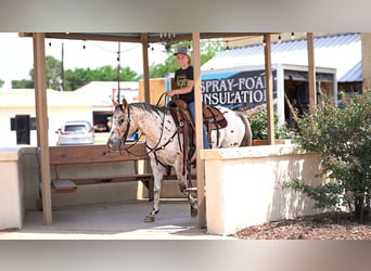 Appaloosa, Caballo castrado, 6 años, 137 cm, Atigrado/Moteado