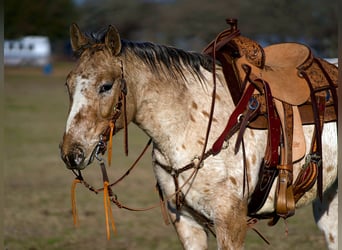 Appaloosa, Caballo castrado, 6 años, 137 cm, Atigrado/Moteado