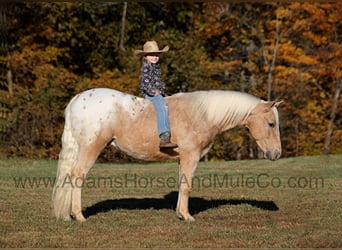 Appaloosa, Caballo castrado, 6 años, 140 cm, Palomino