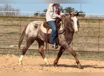 Appaloosa, Caballo castrado, 6 años, 140 cm, Ruano alazán