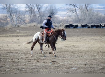 Appaloosa, Caballo castrado, 6 años, 145 cm, Alazán-tostado