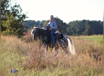 Appaloosa, Caballo castrado, 6 años, 145 cm