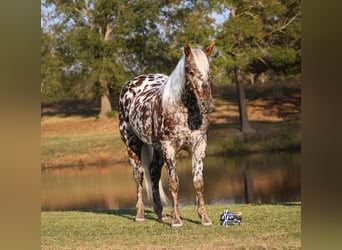 Appaloosa, Caballo castrado, 6 años, 145 cm