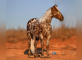 Appaloosa, Caballo castrado, 6 años, 145 cm