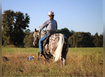 Appaloosa, Caballo castrado, 6 años, 145 cm