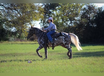 Appaloosa, Caballo castrado, 6 años, 145 cm