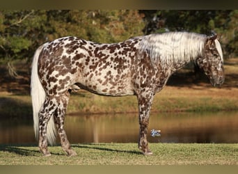 Appaloosa, Caballo castrado, 6 años, 145 cm