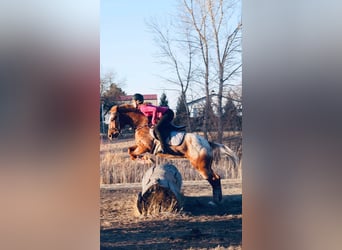 Appaloosa, Caballo castrado, 6 años, 147 cm, Ruano alazán