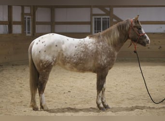 Appaloosa, Caballo castrado, 6 años, 147 cm, Ruano alazán