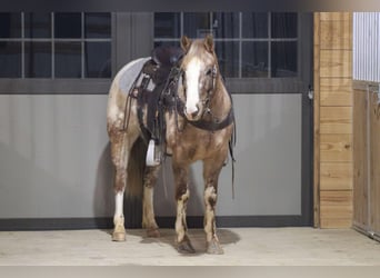 Appaloosa, Caballo castrado, 6 años, 147 cm, Ruano alazán