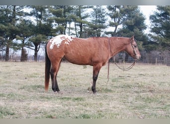 Appaloosa, Caballo castrado, 6 años, 150 cm, Alazán rojizo