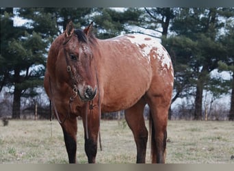 Appaloosa, Caballo castrado, 6 años, 150 cm, Alazán rojizo