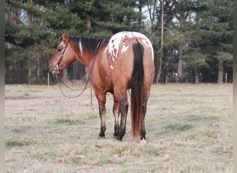 Appaloosa, Caballo castrado, 6 años, 150 cm, Alazán rojizo