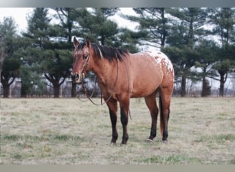 Appaloosa, Caballo castrado, 6 años, 150 cm, Alazán rojizo