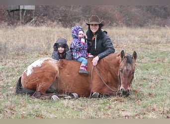 Appaloosa, Caballo castrado, 6 años, 150 cm, Alazán rojizo