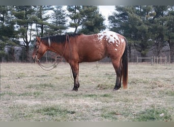 Appaloosa, Caballo castrado, 6 años, 150 cm, Alazán rojizo