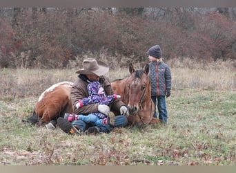 Appaloosa, Caballo castrado, 6 años, 150 cm, Alazán rojizo