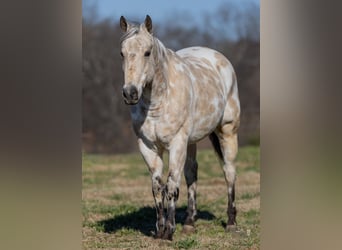 Appaloosa, Caballo castrado, 6 años, 150 cm, Buckskin/Bayo