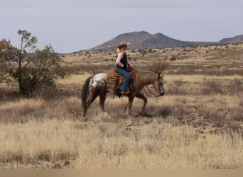 Appaloosa, Caballo castrado, 6 años, 150 cm