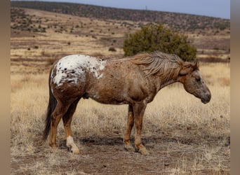 Appaloosa, Caballo castrado, 6 años, 150 cm