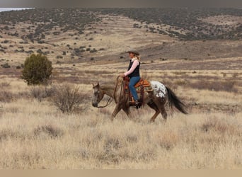 Appaloosa, Caballo castrado, 6 años, 150 cm