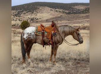 Appaloosa, Caballo castrado, 6 años, 150 cm