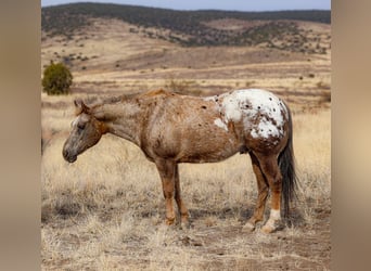 Appaloosa, Caballo castrado, 6 años, 150 cm