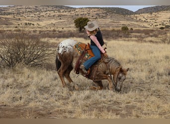 Appaloosa, Caballo castrado, 6 años, 150 cm