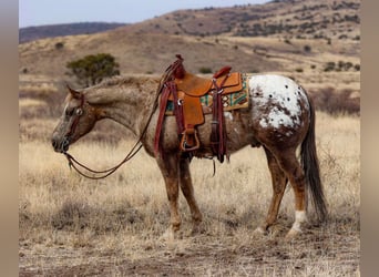 Appaloosa, Caballo castrado, 6 años, 150 cm