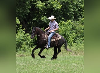 Appaloosa, Caballo castrado, 6 años, 150 cm, Negro