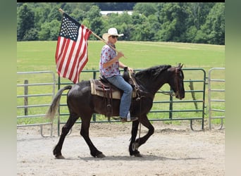 Appaloosa, Caballo castrado, 6 años, 150 cm, Negro