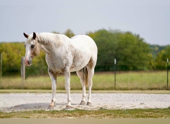 Appaloosa, Caballo castrado, 6 años, 150 cm, Ruano alazán