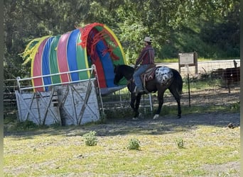 Appaloosa, Caballo castrado, 6 años, 152 cm, Castaño oscuro