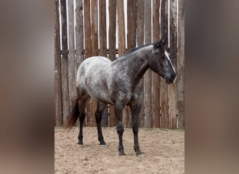 Appaloosa, Caballo castrado, 6 años, 152 cm, Negro