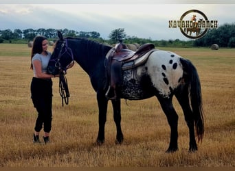 Appaloosa, Caballo castrado, 6 años, 152 cm, White/Blanco