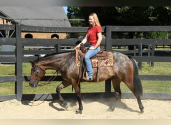 Appaloosa, Caballo castrado, 6 años, 153 cm, Castaño rojizo