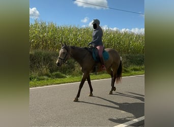 Appaloosa, Caballo castrado, 6 años, 154 cm, Buckskin/Bayo